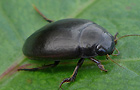 Agabus bipustulatus