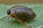 Peltodytes caesus