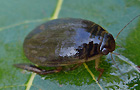 Acilius canaliculatus