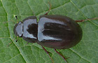 Hydrochara caraboides