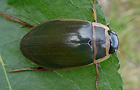 Dytiscus circumflexus