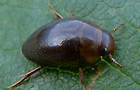 Noterus clavicornis