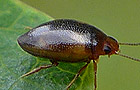 Hygrotus decoratus