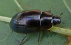 Hydrobius fuscipes