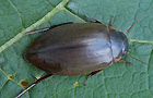 Colymbetes fuscus