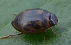Hygrotus inaequalis
