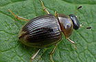 Cercyon laminatus