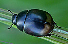 Sphaeridium lunatum