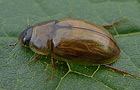 Enochrus melanocephalus