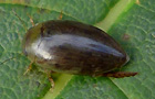 Laccophilus minutus