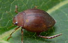 Hyphydrus ovatus