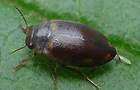 Hydroporus palustris