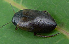 Hydroporus planus
