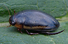Hydaticus seminiger