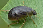 Berosus signaticollis
