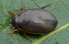 Agabus sturmii