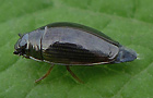 Gyrinus