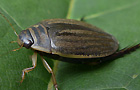Acilius sulcatus