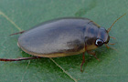 Rhantus suturalis