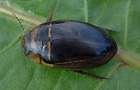 Hydaticus transversalis