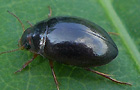 Agabus uliginosus