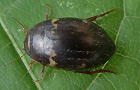 Agabus undulatus