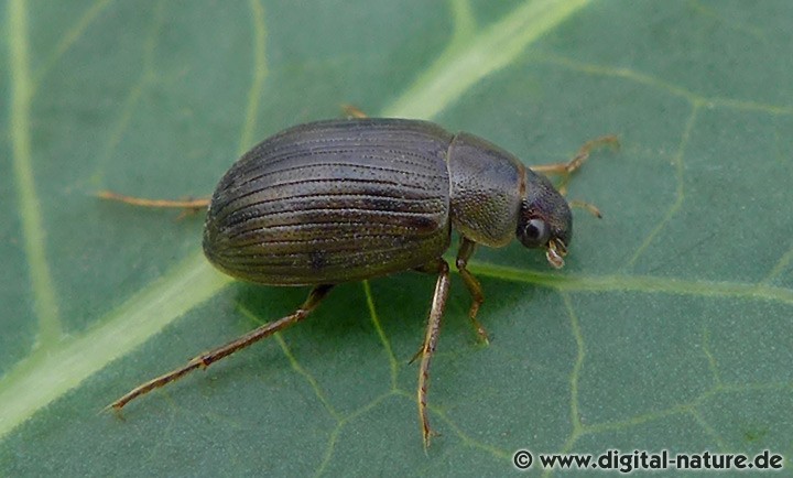 Wasserkäfer Gattung Berosus