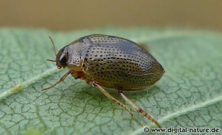 Ovaler Wassertreter Peltodytes caesus