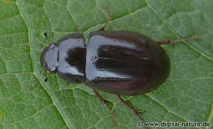 Kleiner Kolbenwasserkäfer Hydrochara caraboides