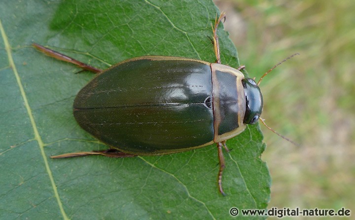 Dytiscus circumflexus Lebensräume