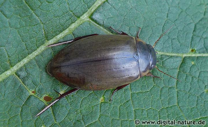 Colymbetes fuscus