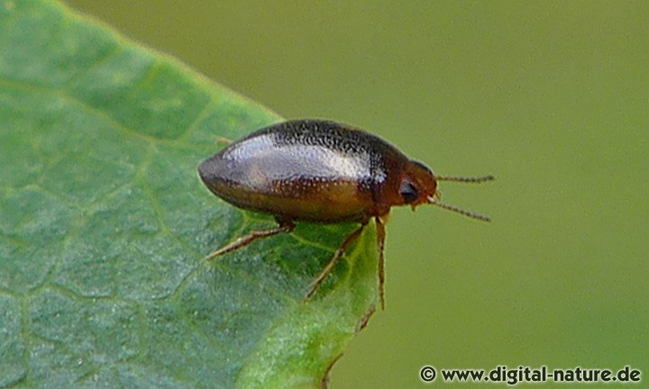 Schwimmkäfer Hygrotus decoratus