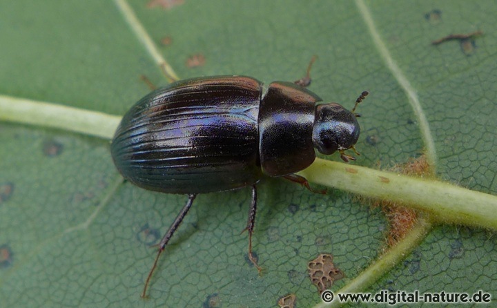 Hydrobius fuscipes Komplex