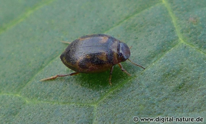 Schwimmkäfer Hygrotus inaequalis