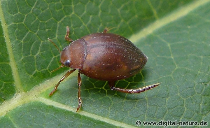 Glatter Kugelschwimmer Hyphydrus ovatus