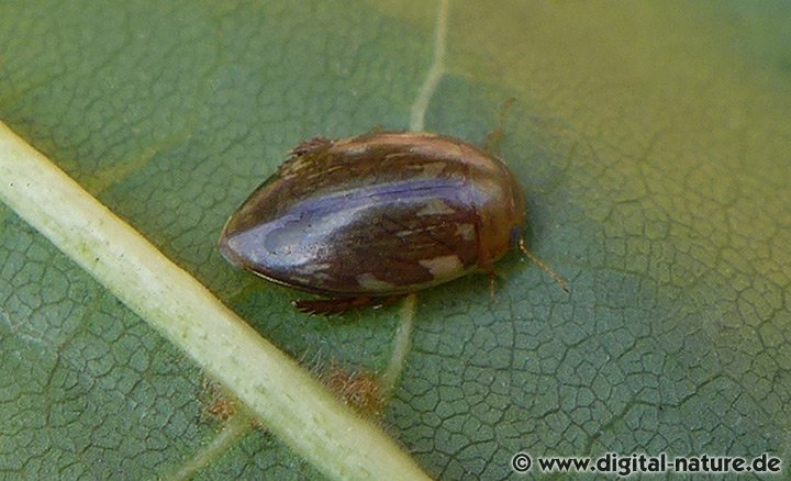 Laccophilus hyalinus