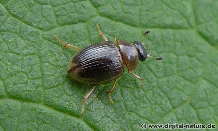 Wasserkäfer Cercyon laminatus