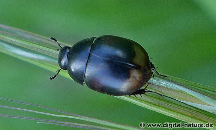 Wasserkäfer Sphaeridium lunatum
