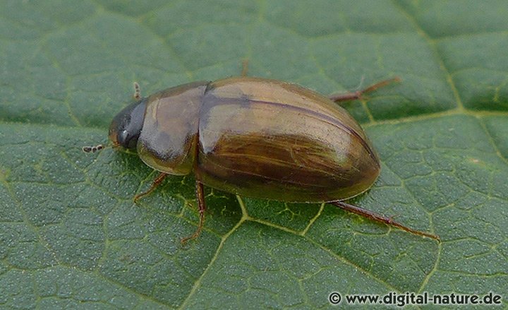 Wasserkäfer Enochrus melanocephalus