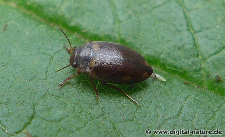 Sechsfleckiger Zwergschwimmer Hydroporus palustris