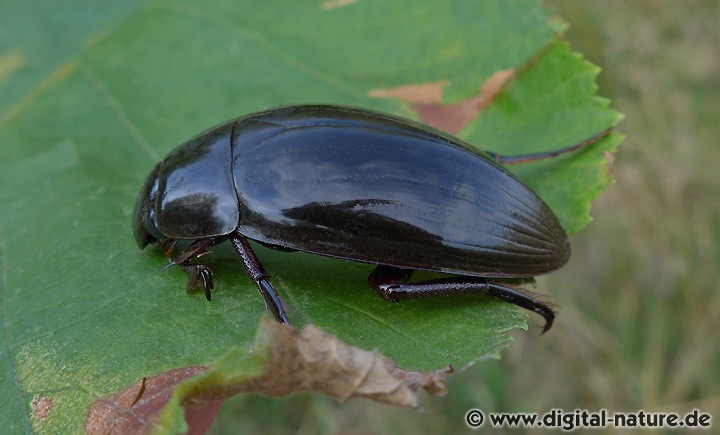Riesenwasserkäfer Männchen