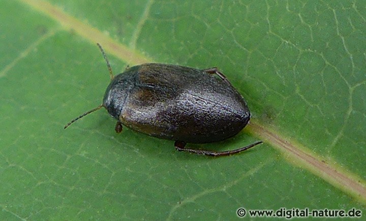 Zwergschwimmer Hydroporus planus