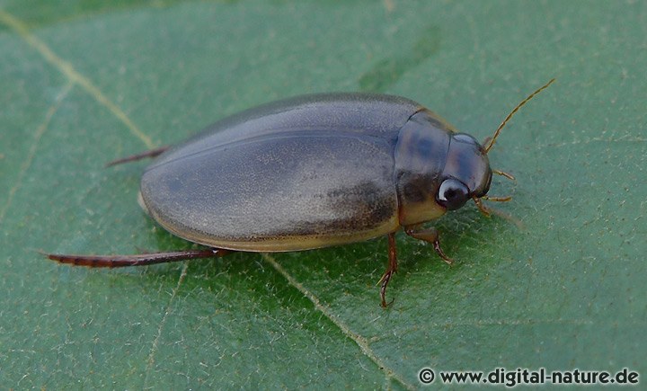 Punktierter Tauchschwimmer Rhantus suturalis