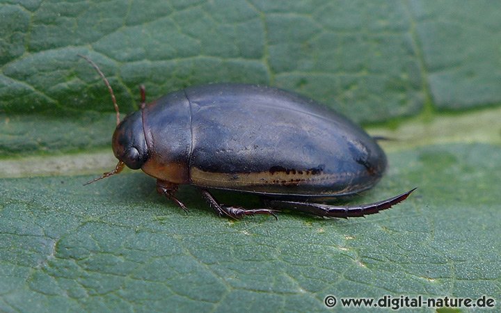 Schwimmkäfer Hydaticus seminiger
