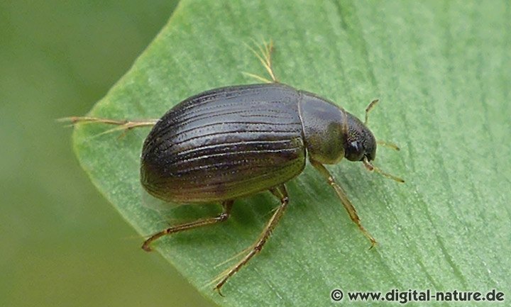 Wasserkäfer Berosus signaticollis