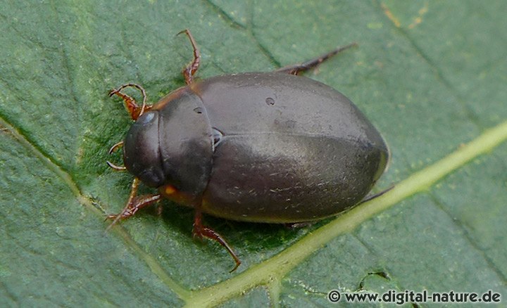 Schwimmkäfer Agabus sturmii