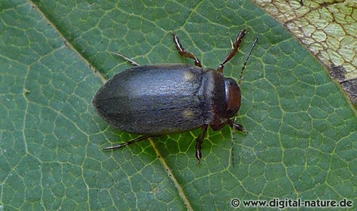 Suphrodytes dorsalis oder figuratus