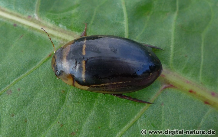 Schwimmkäfer Hydaticus transversalis