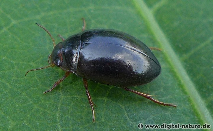 Schwimmkäfer Agabus uliginosus