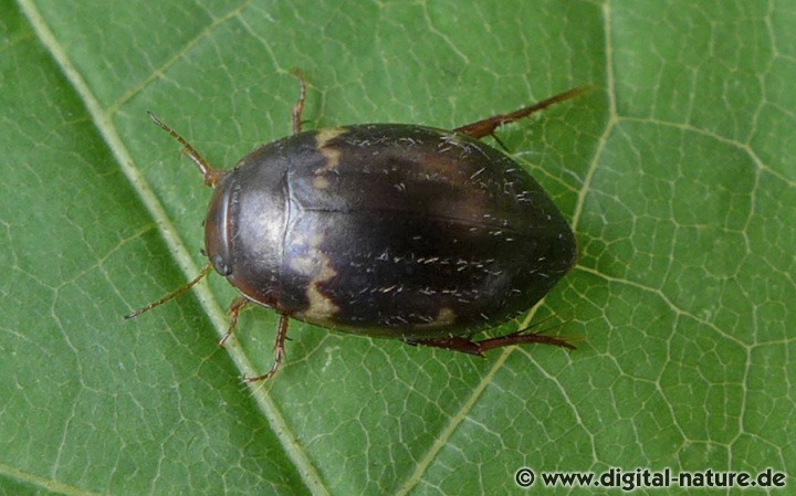 Gelbbinden-Schnellschwimmer Agabus undulatus